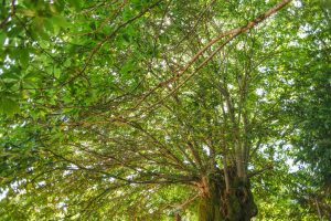 Un arbol centenario