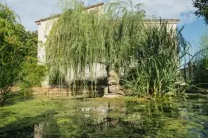 El estanque.
